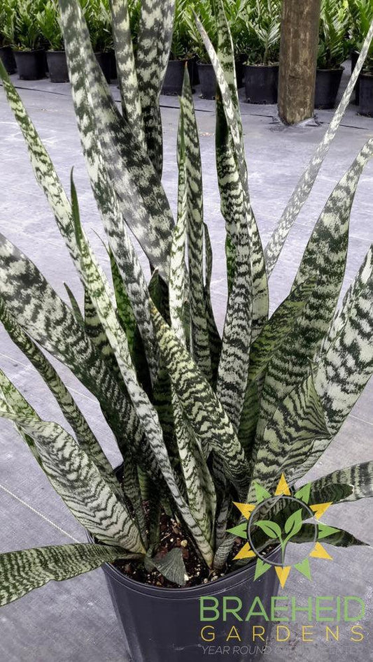 Large Wintergreen Sansevieria - NO SHIP