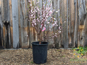 How to prune a Double flowering plum in Northern Alberta