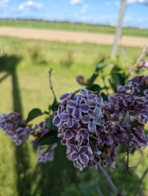 Lilacs: A Beautiful Choice for Northern Gardens