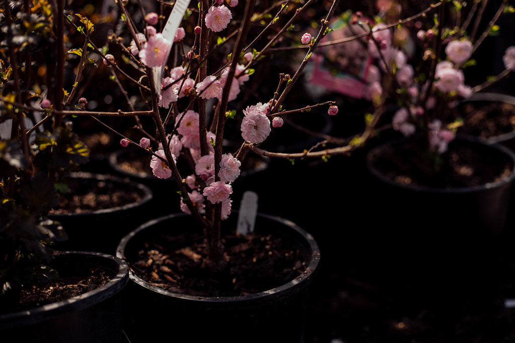 Caring for your new Double Flowering Plum Shrub