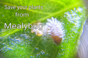 All you need to know about Mealybug