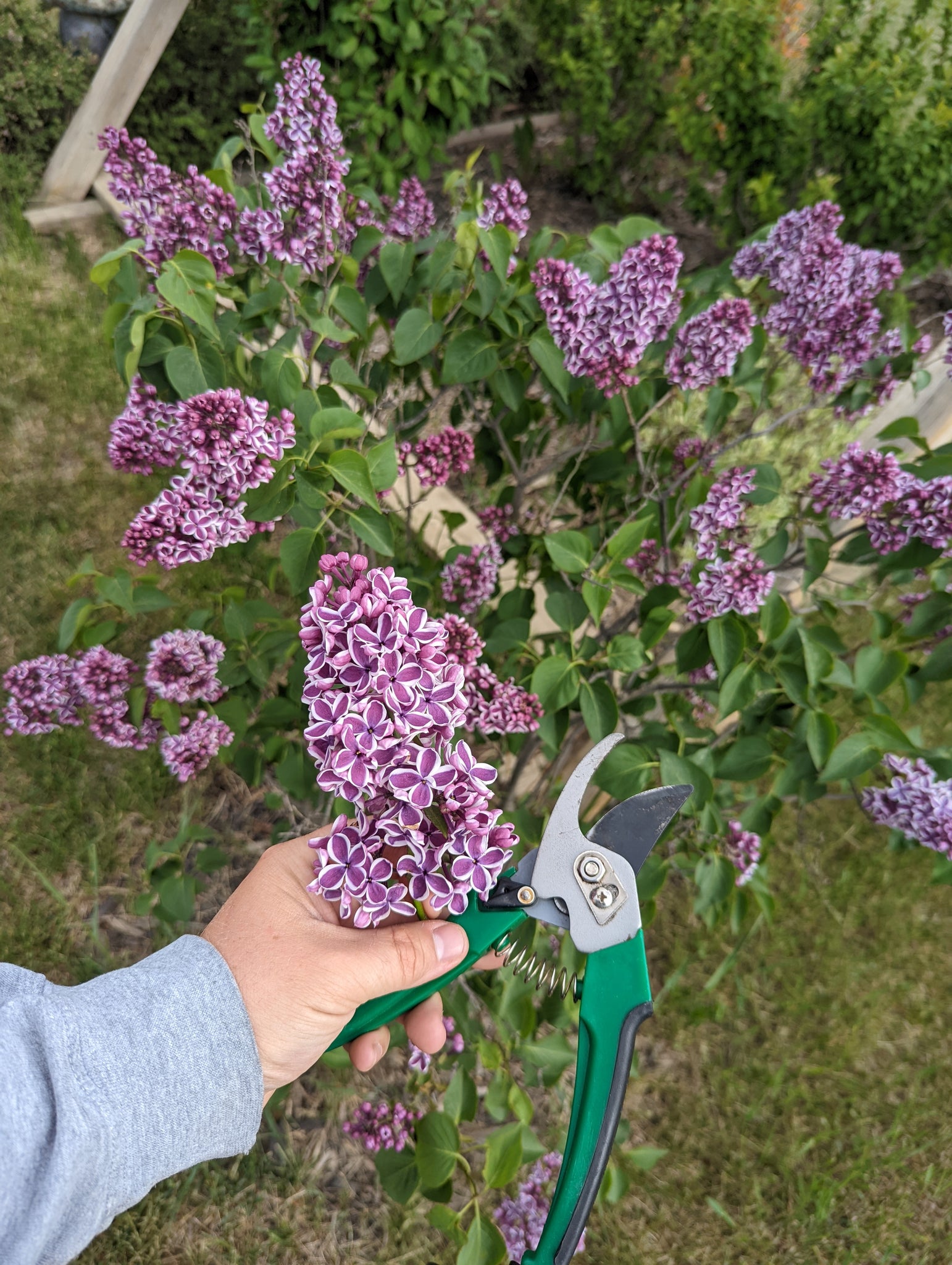 pruning Lilacs in Grande Prairie, Alberta Zone 3b