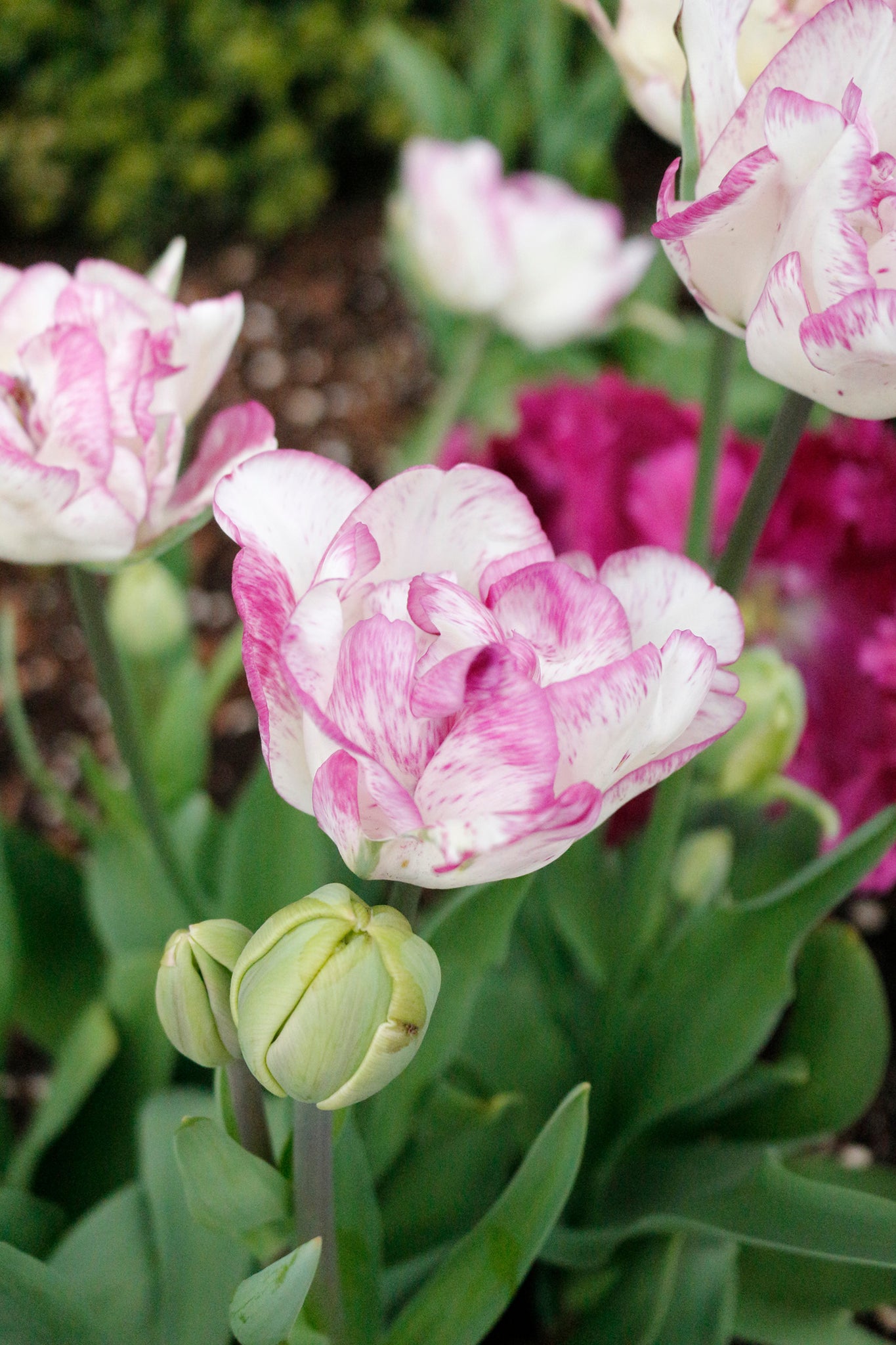 From Bulbs to Blooms: Tulip Planting Tips for Grande Prairie's Climate