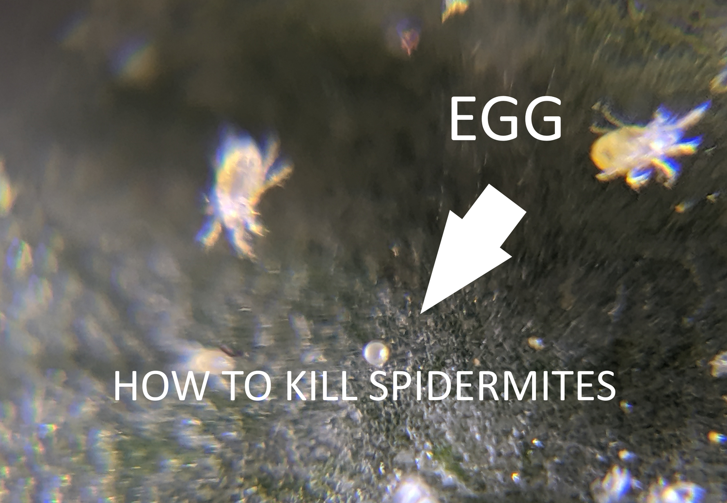 So you have Spider Mites on your plants, here's how to remove them