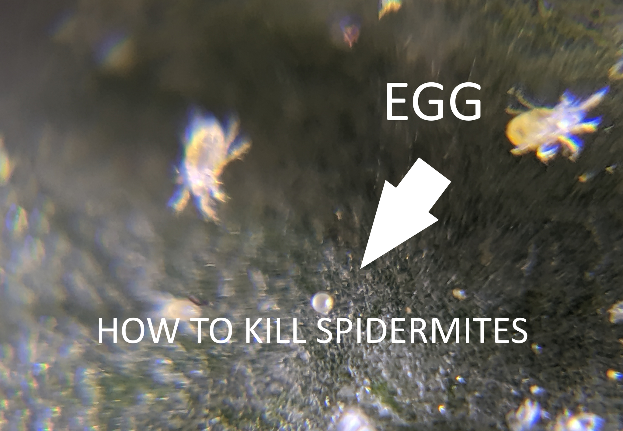 Two-Spotted Spider Mites and how to control them!