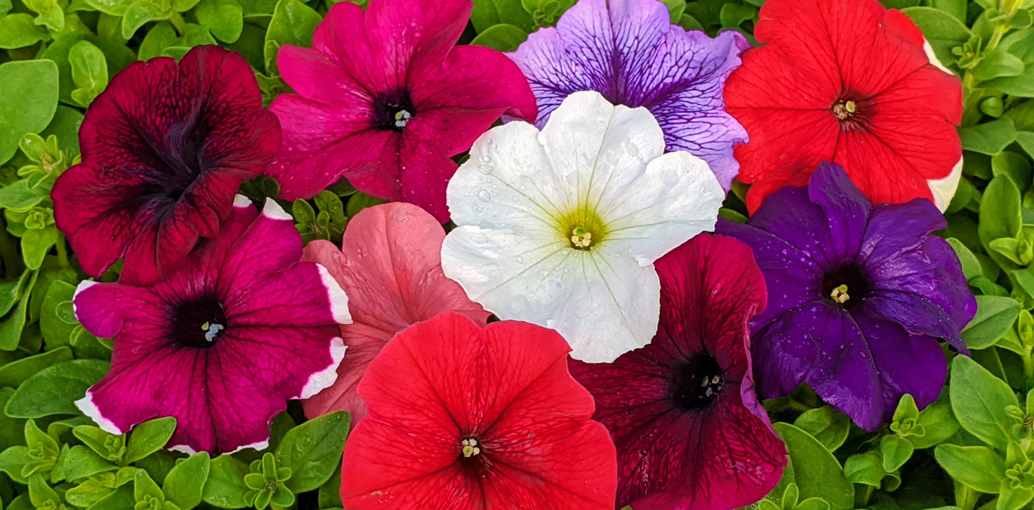 Petunias