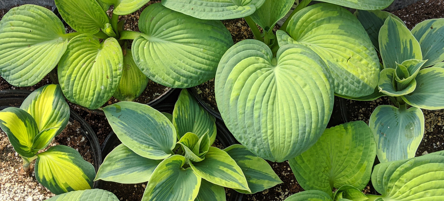 Hosta