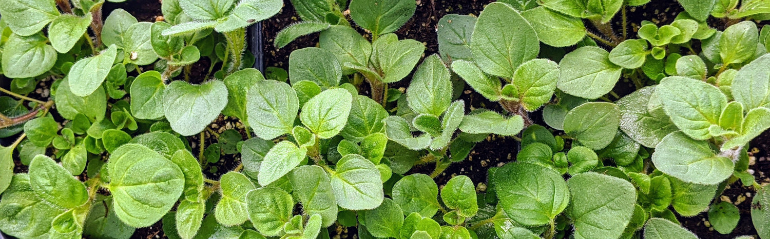 Oregano