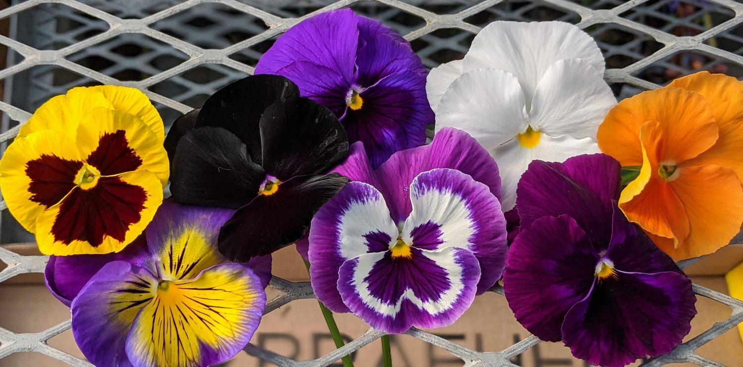 Pansies