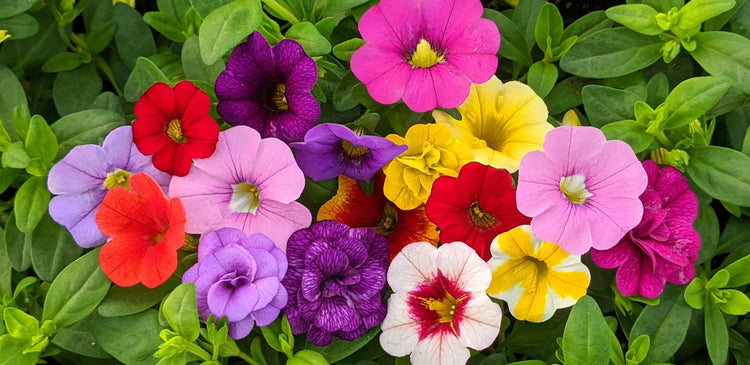 Calibrachoa