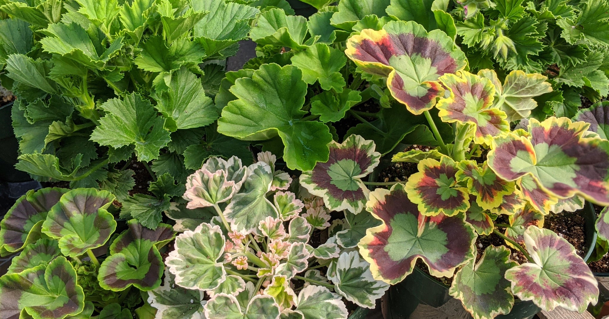 Geraniums
