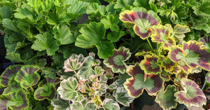 Geraniums