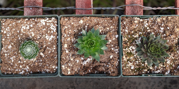 Sempervivum