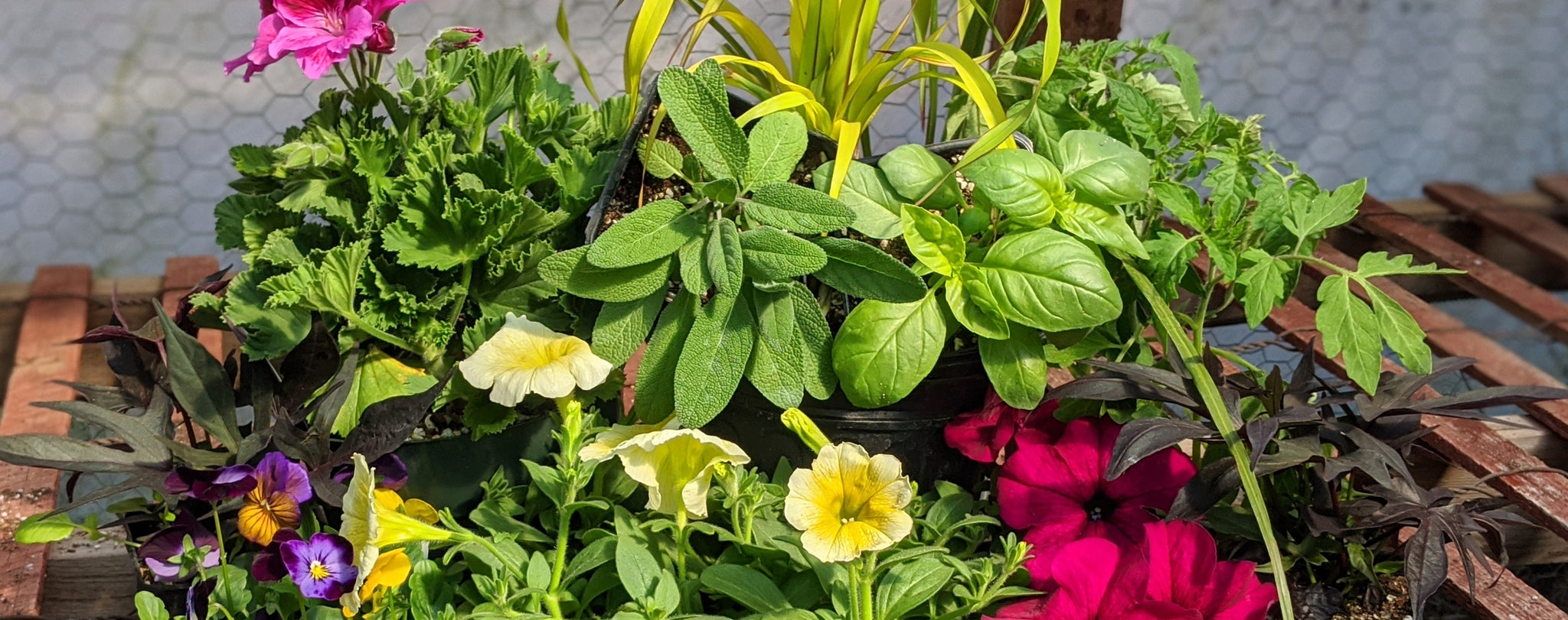 Full Sun Annuals