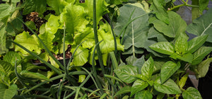 Vegetables