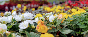 Begonia