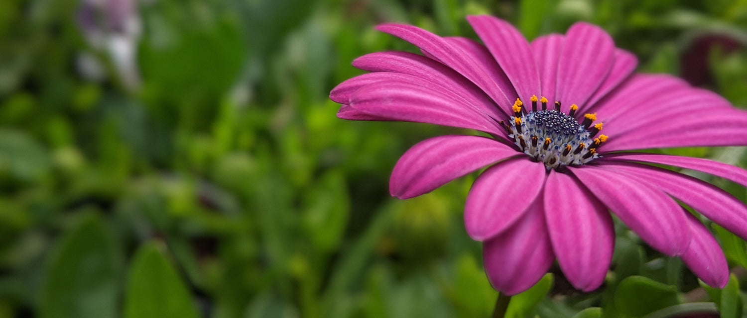 Osteospermum