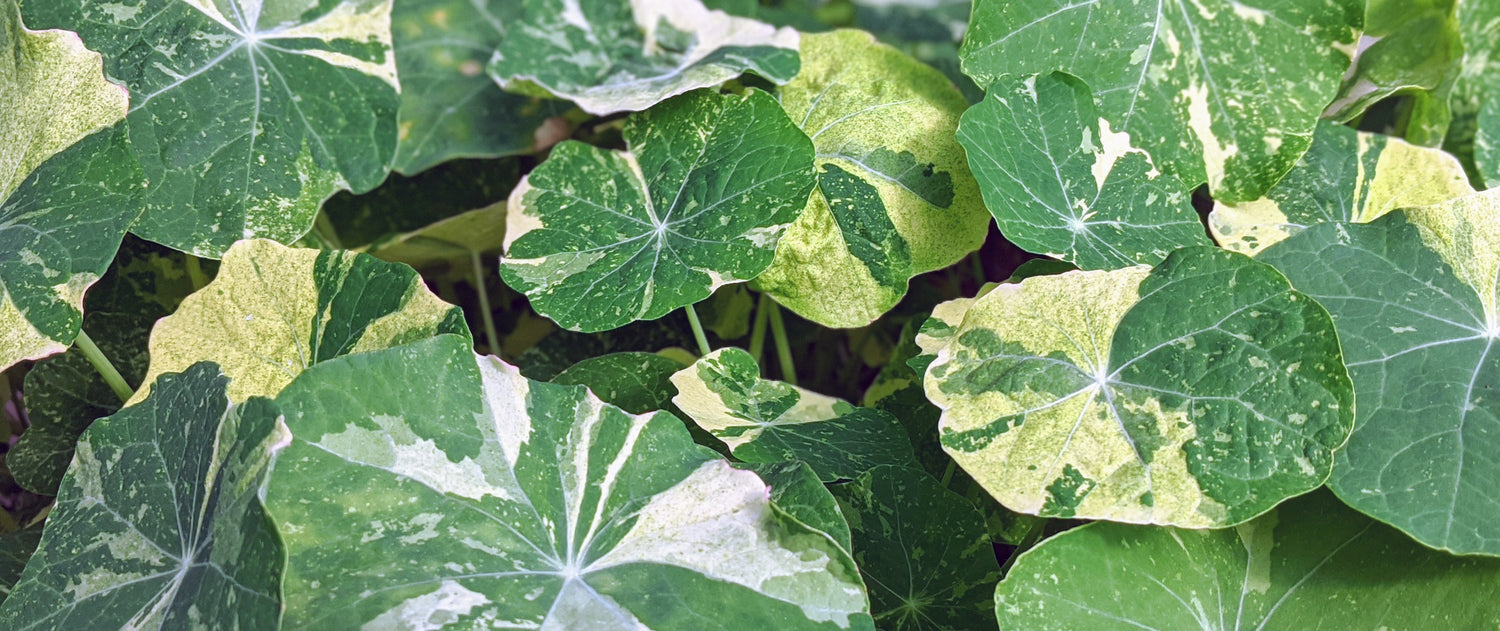 Nasturtiums