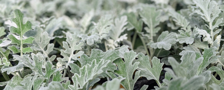 Dusty Miller