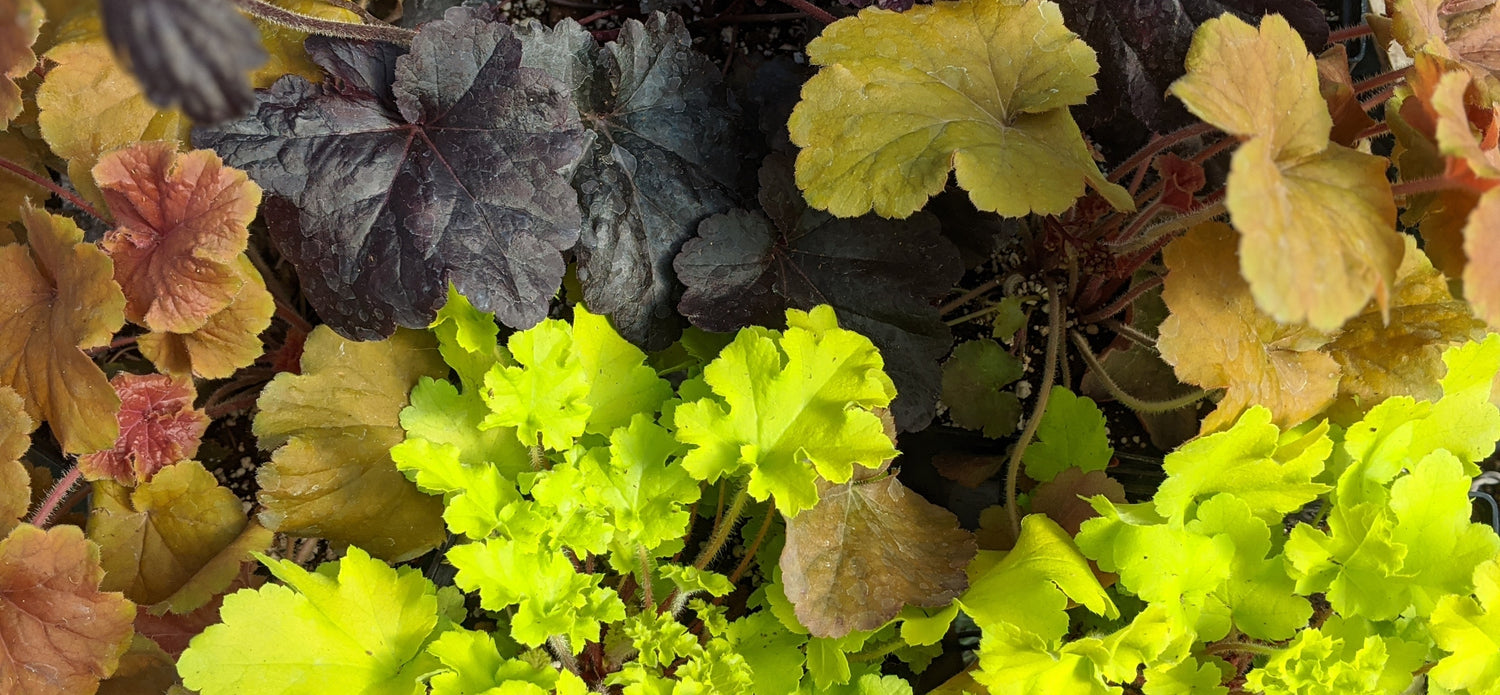 Heuchera