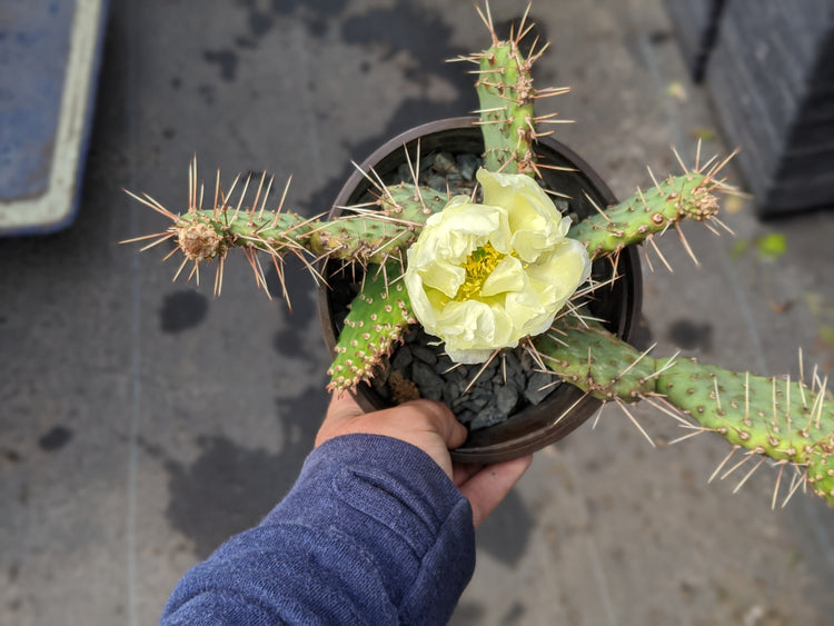 Cold Hardy Opuntia