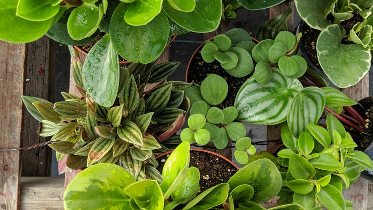 Peperomia