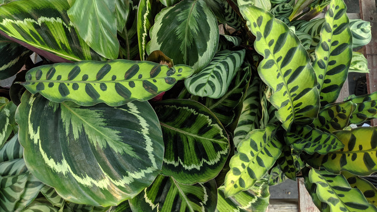 Calathea