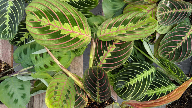 Maranta