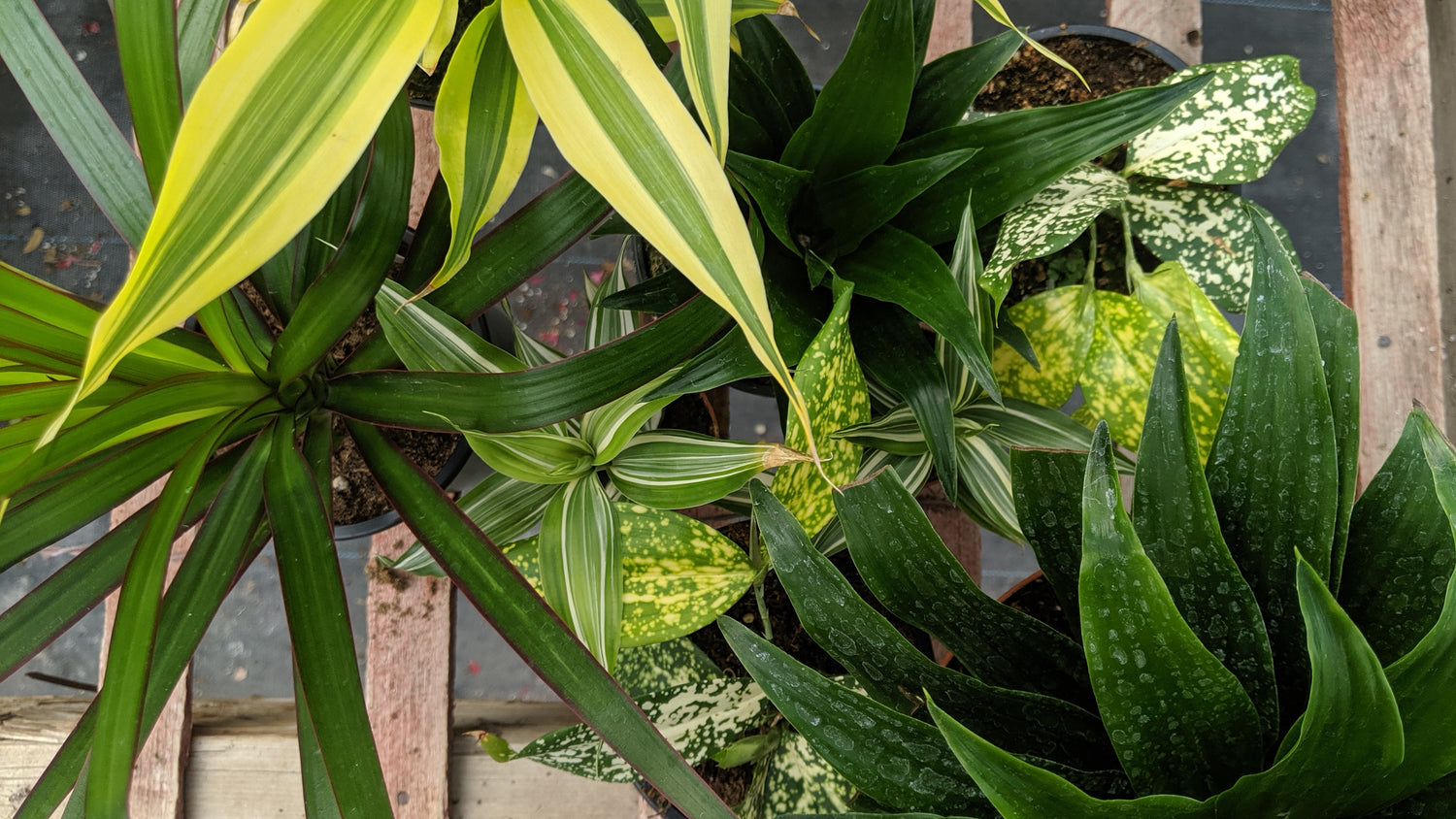 Dracaena