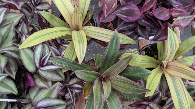 Tradescantia