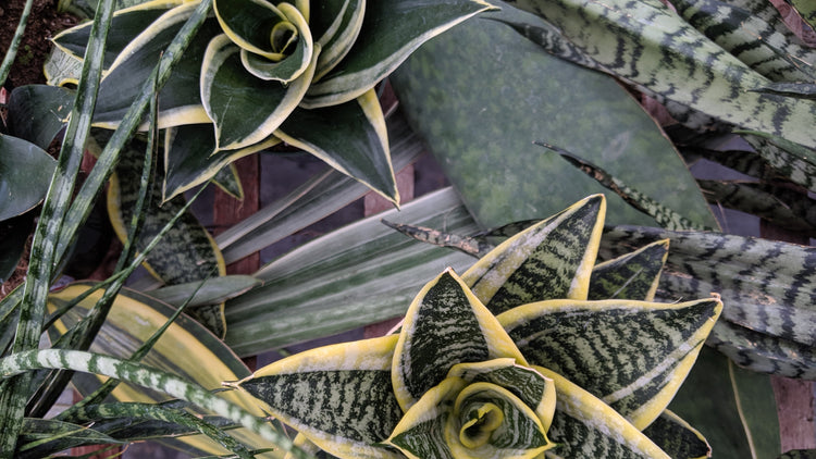 Buy Sansevieria online in Canada