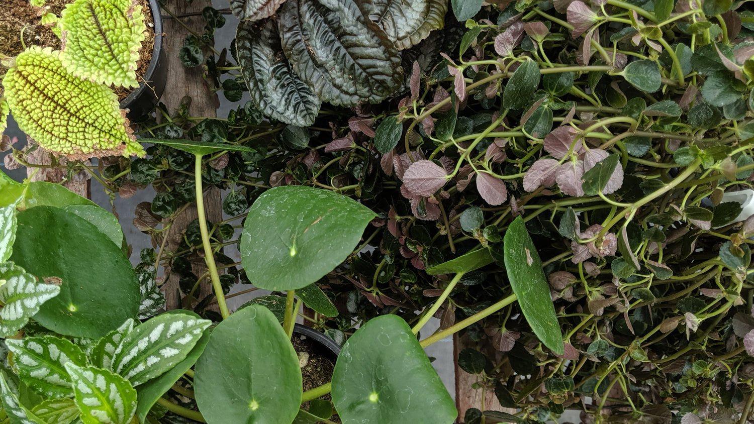 Pilea