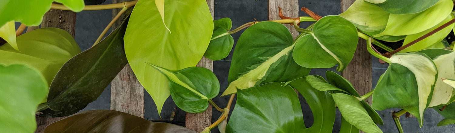 Philodendron