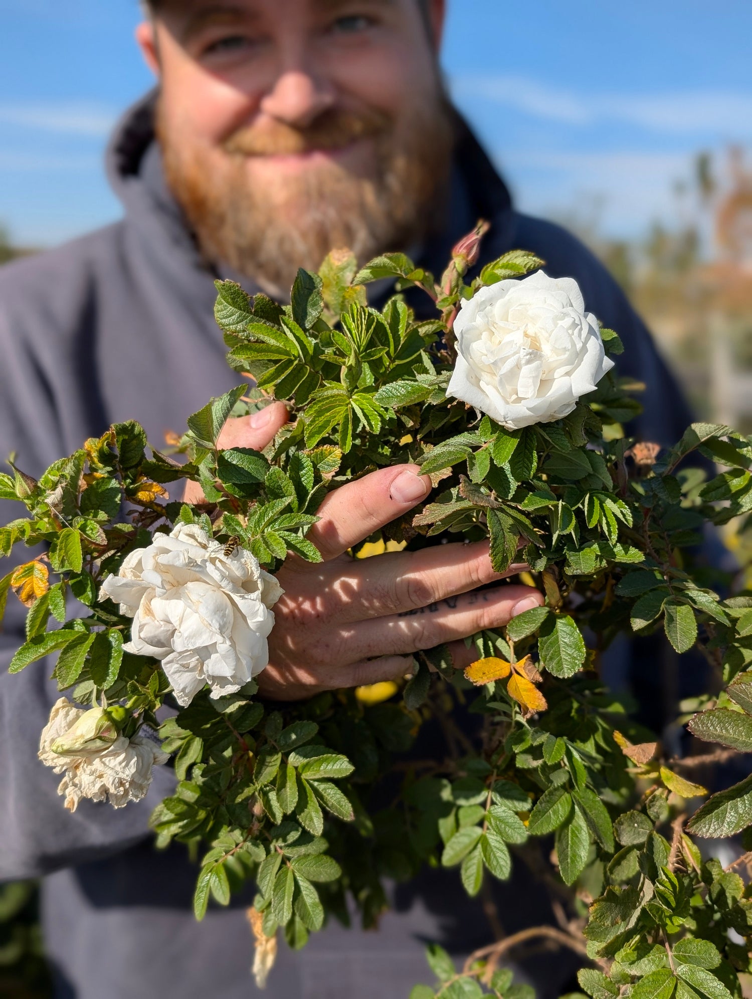 2026 Rose Bush Preorder