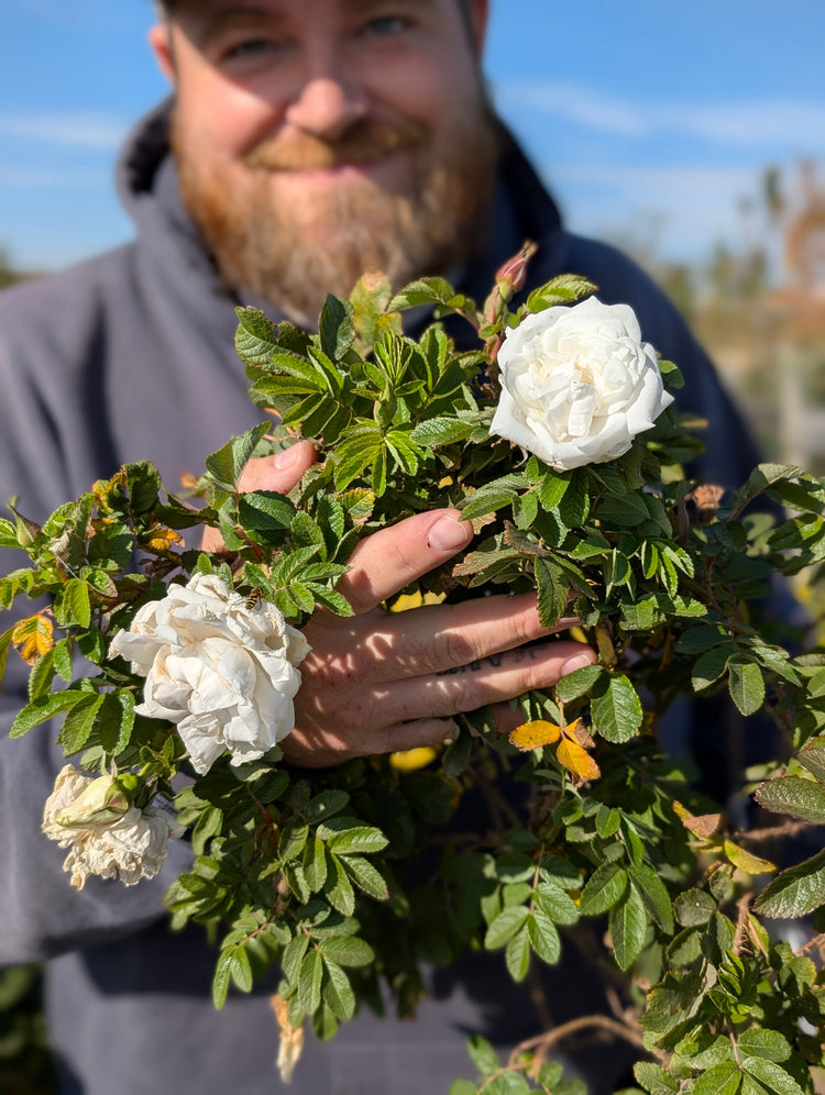 2026 Rose Bush Preorder