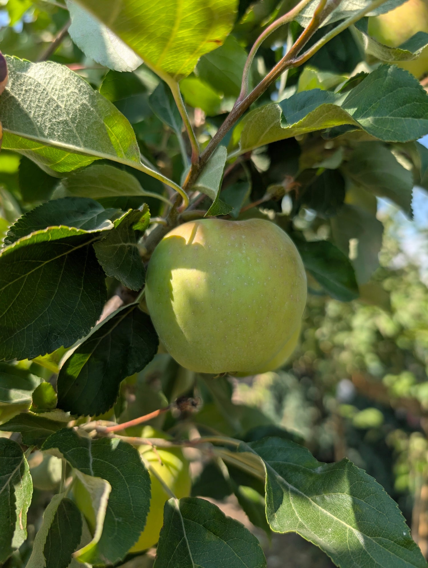 2026 Apple Tree Pre-Order