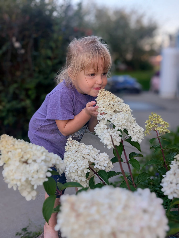 Hydrangea Preorder 2026