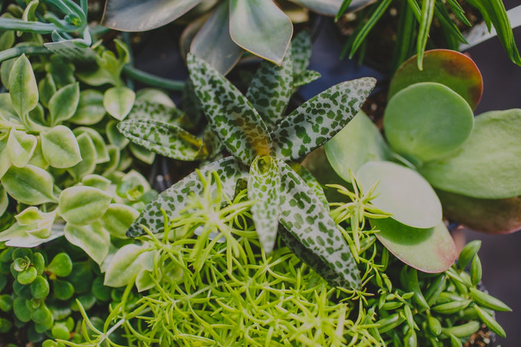 Succulents & Cactus