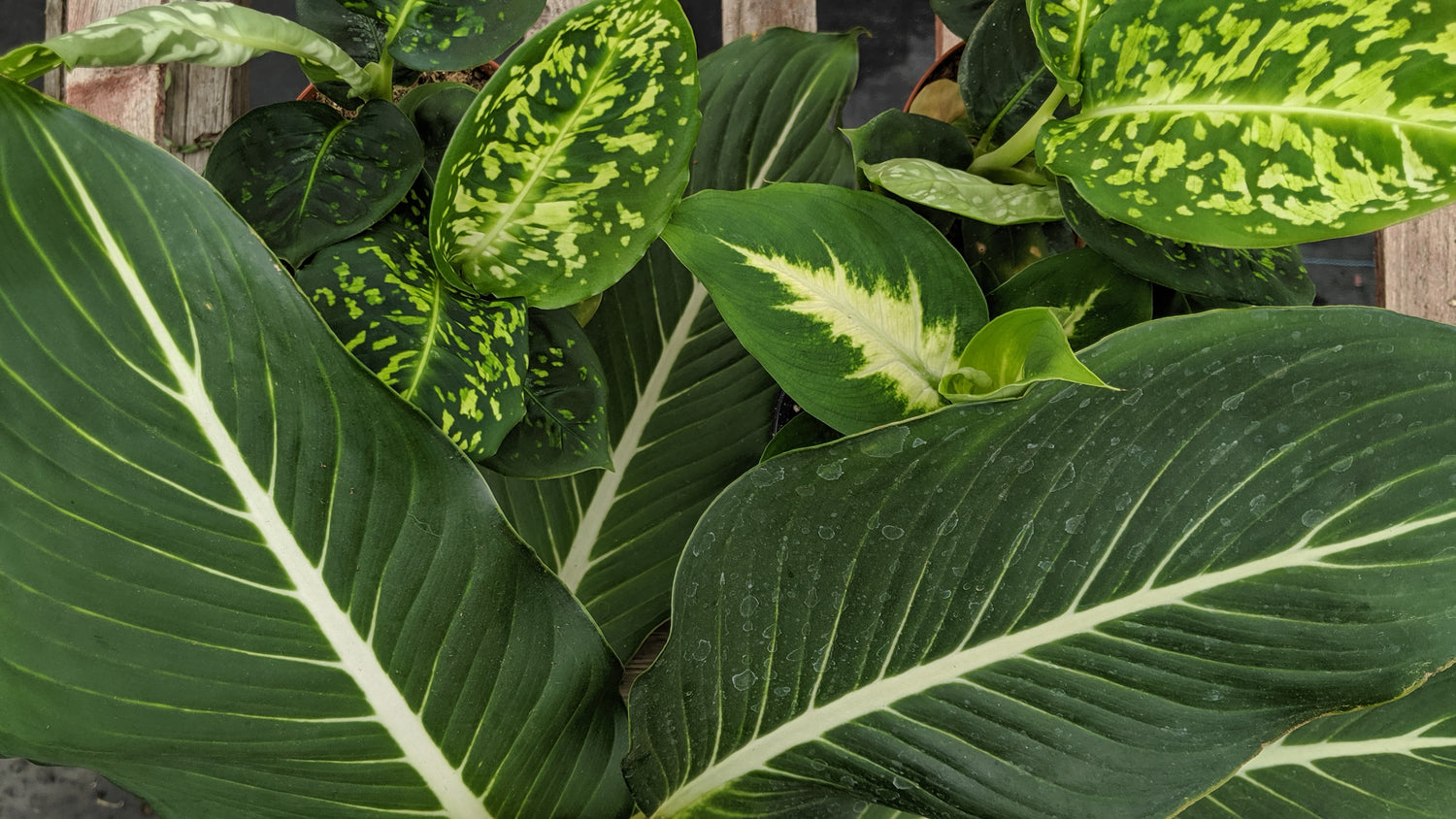 Dieffenbachia