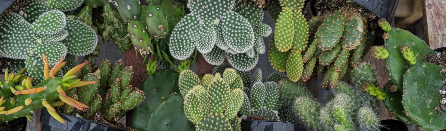 Opuntia