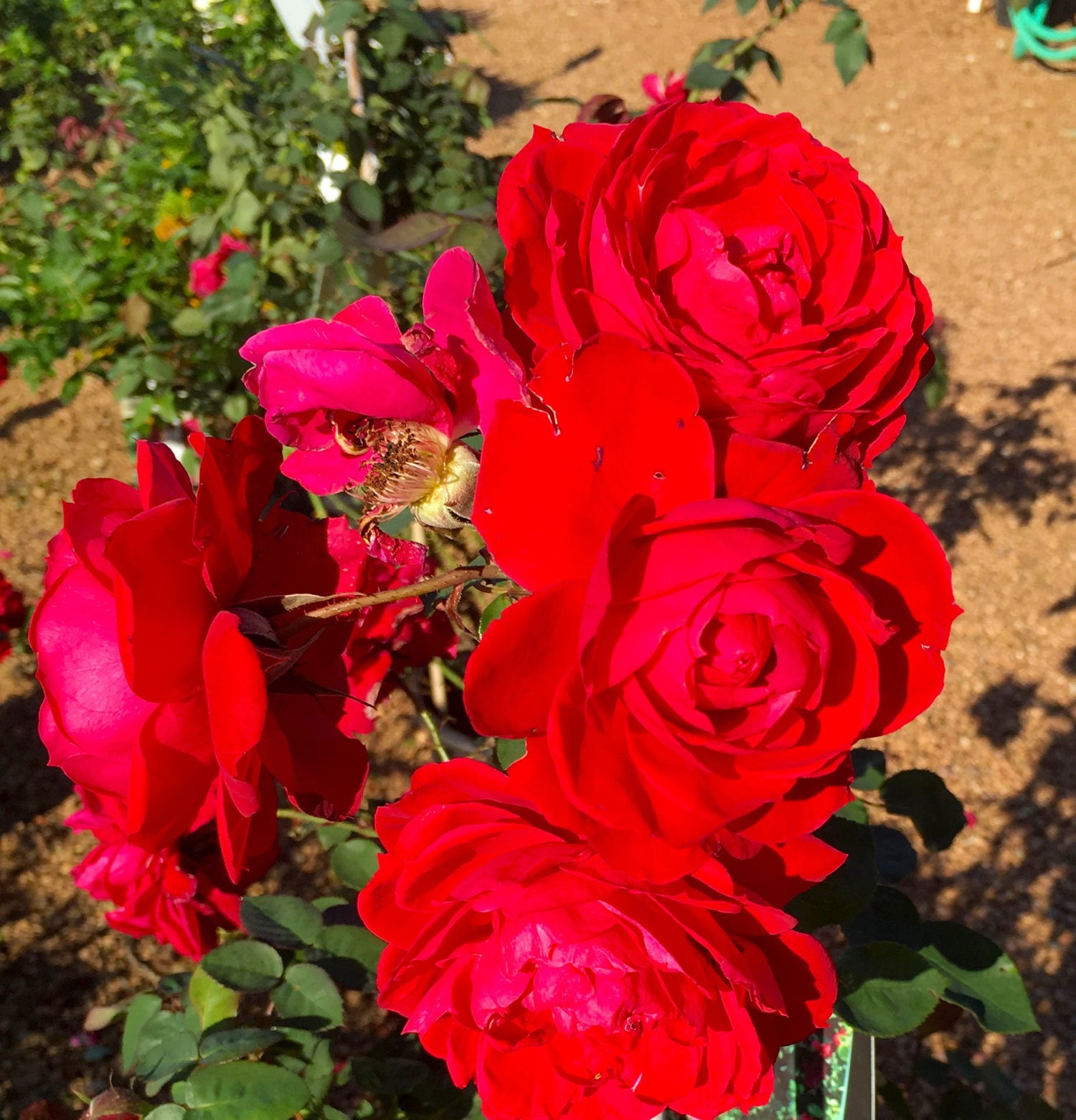 Valentines Red Rose Preorder