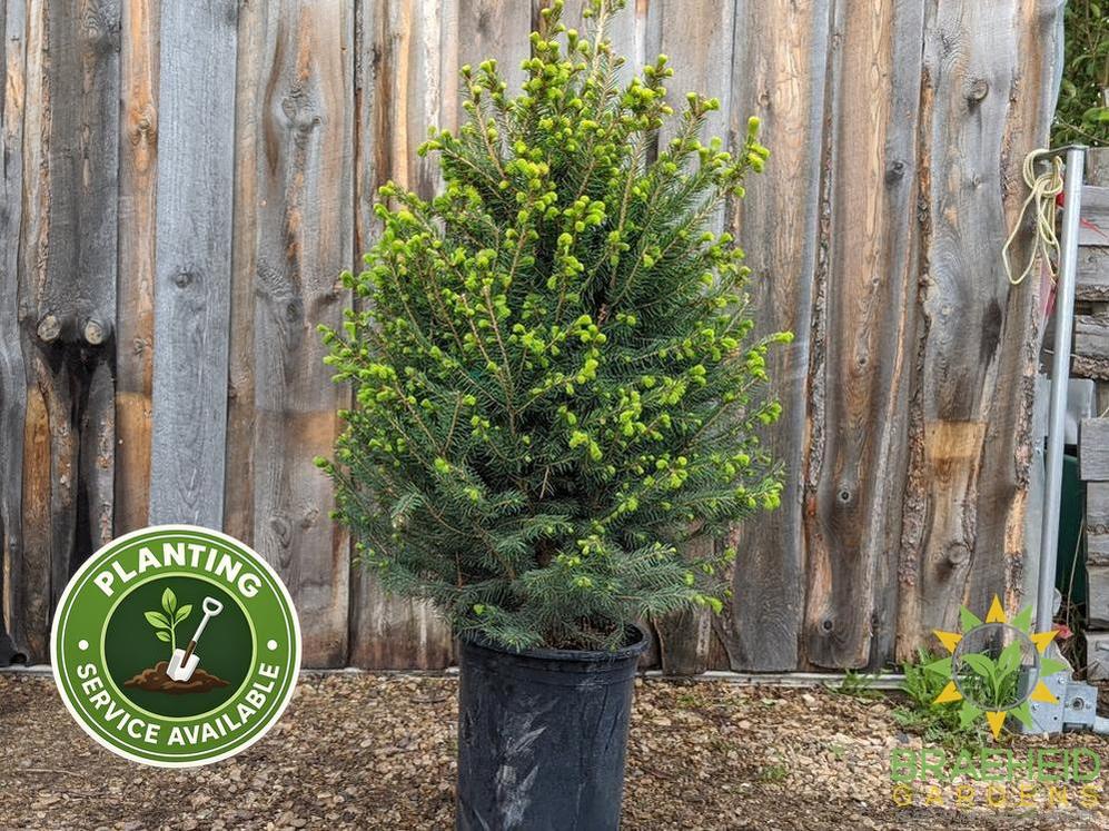 White Spruce