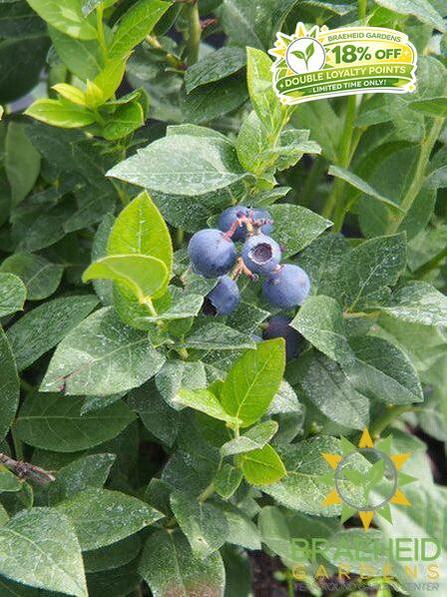 Buy Northcountry Blueberry an Edible Shrub in Grande Prairie Alberta - Braeheid Gardens Ltd.