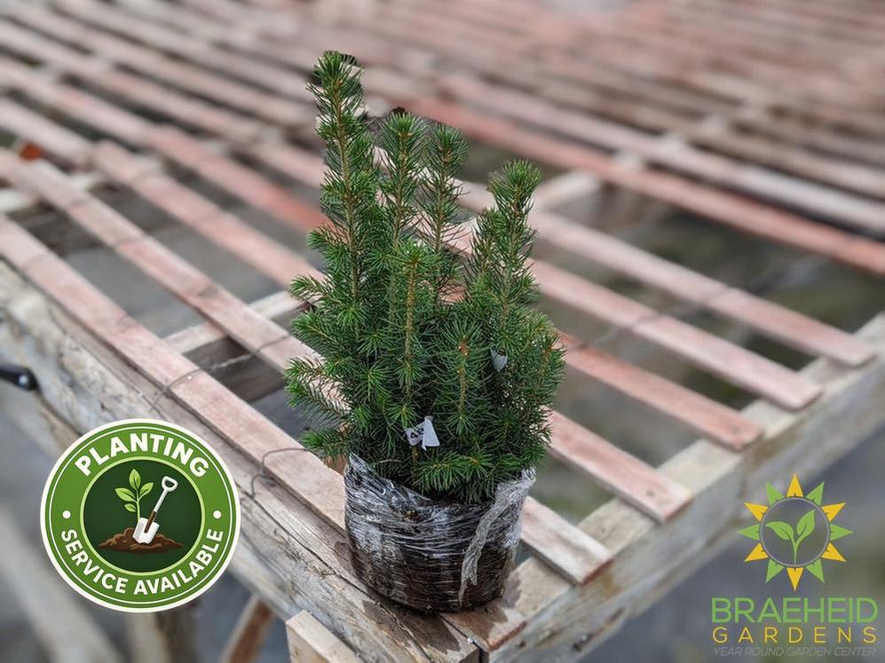 White Spruce Plugs - NO SHIP -