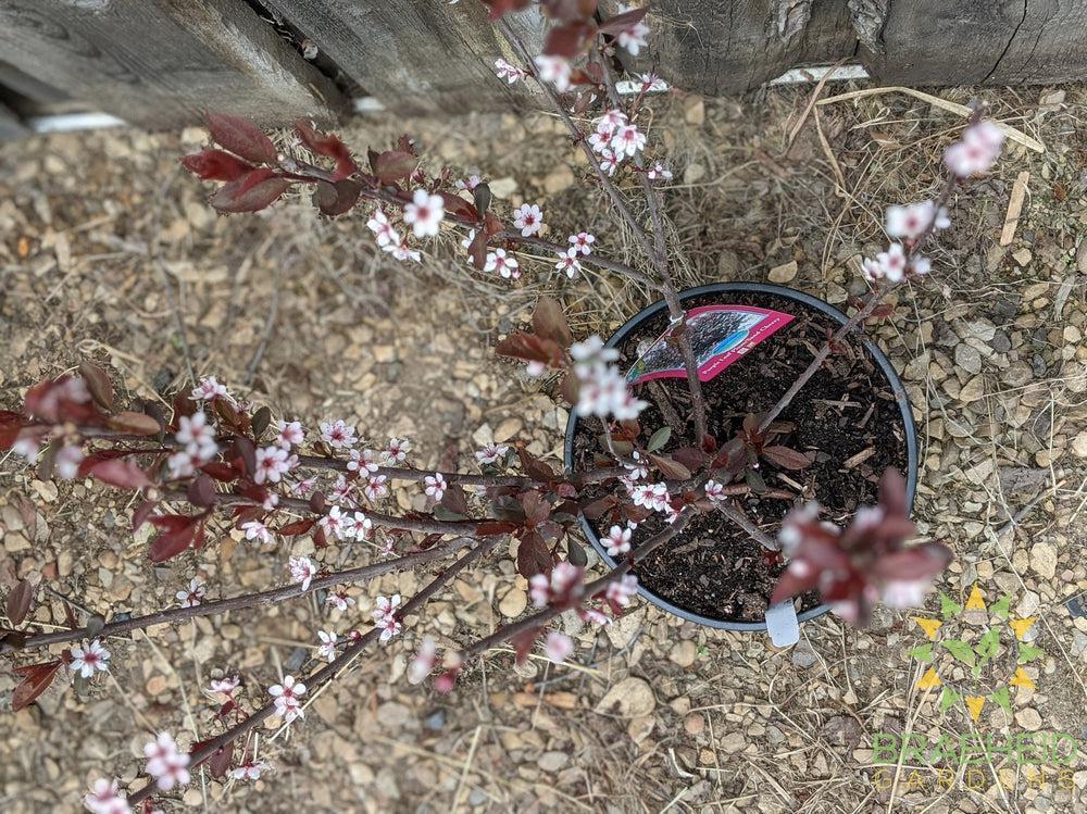 Purple Leaf Plum/Sand Cherry- Tree for sale, Grown in Grande Prairie -Braeheid Gardens Ltd. on Emerson Trail