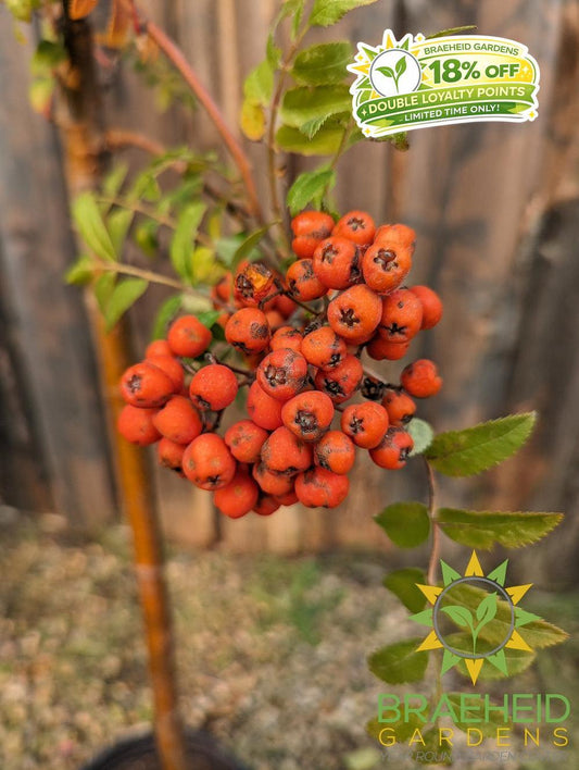Black Hawk Mountain Ash- Tree for sale, Grown in Grande Prairie -Braeheid Gardens Ltd. on Emerson Trail