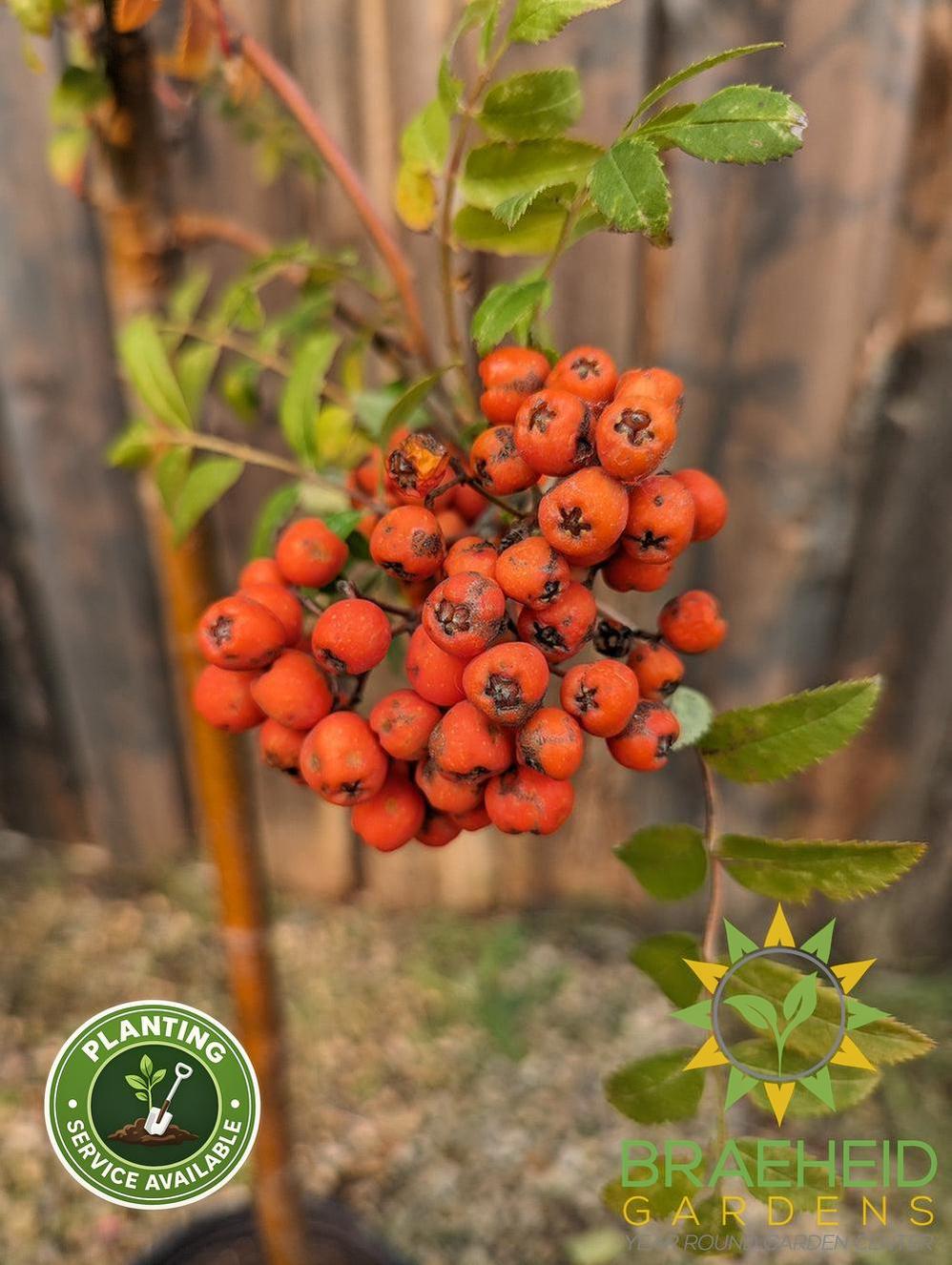 Black Hawk Mountain Ash- Tree for sale, Grown in Grande Prairie -Braeheid Gardens Ltd. on Emerson Trail