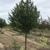 Ming Cherry Tree- Tree for sale, Grown in Grande Prairie -Braeheid Gardens Ltd. on Emerson Trail