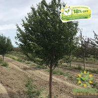 Ming Cherry Tree- Tree for sale, Grown in Grande Prairie -Braeheid Gardens Ltd. on Emerson Trail