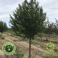Ming Cherry Tree- Tree for sale, Grown in Grande Prairie -Braeheid Gardens Ltd. on Emerson Trail